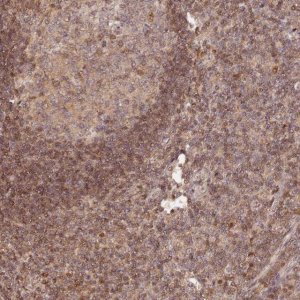 Anti-MYBL2 antibody produced in rabbit 