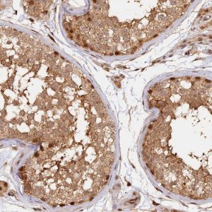Anti-MYBL2 antibody produced in rabbit 