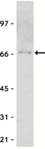Anti-Myc Tag Antibody 
