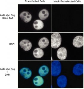 Anti-Myc Tag Antibody, clone 4A6 