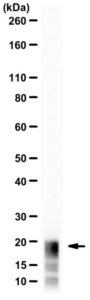 Anti-Myelin Basic Protein 