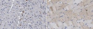 Anti-MYH-1 Antibody, clone 6F12H3 
