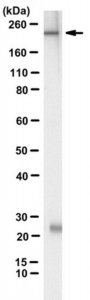 Anti-MYH-1 Antibody, clone 6F12H3 