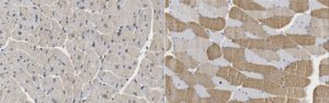 Anti-MYH-4 Antibody, clone 2G72F10 