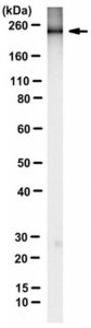 Anti-MYH-4 Antibody, clone 2G72F10 