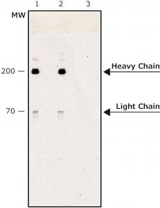 Anti-Myosin (Skeletal, Fast) antibody, Mouse monoclonal 