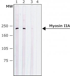 Anti-Myosin IIA, non muscle antibody produced in rabbit 