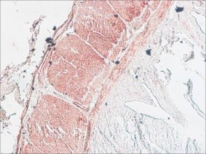 Anti-Myosin Light Chain Kinase antibody, Mouse monoclonal 