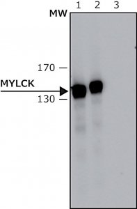 Anti-Myosin Light Chain Kinase antibody, Mouse monoclonal 