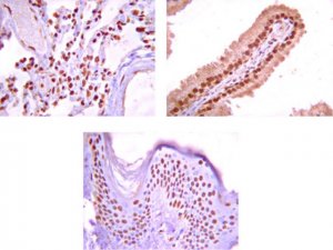 Anti-Na+/K+ ATPase -1 Antibody 