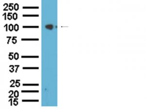 Anti-Na+/K+ ATPase -1 Antibody 