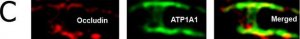Anti-Na+/K+ ATPase -1 Antibody, clone C464.6 