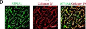 Anti-Na+/K+ ATPase -1 Antibody, clone C464.6 
