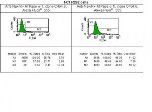 Anti-Na+/K+ ATPase -1 Antibody, clone C464.6, Alexa Fluor 555 5-369X-555