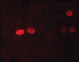 Anti-Nanog antibody, Mouse monoclonal 