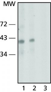 Anti-Nanog antibody, Mouse monoclonal 
