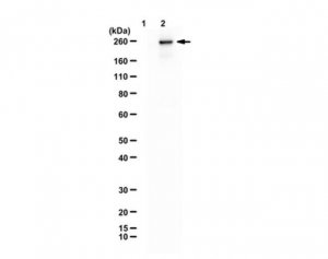 Anti-NCAM-L1 