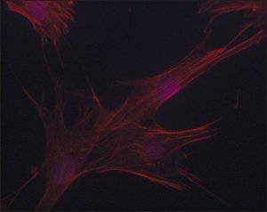Anti-Nedd9 (C-terminal region) antibody produced in rabbit 