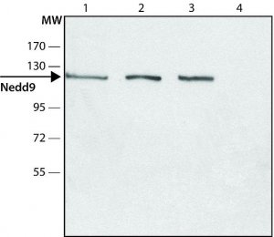 Anti-Nedd9 (C-terminal region) antibody produced in rabbit 