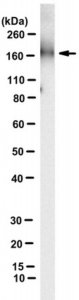 Anti-Neogenin Antibody, clone 21A8 