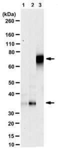 Anti-Neuregulin-1 Antibody, clone 4F10 