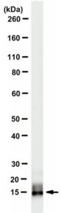 Anti-Neuritin (CPG15) Antibody, clone A6.1 