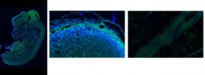 Anti-Neurocan Antibody, C-terminal 