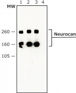 Anti-Neurocan antibody, Mouse monoclonal 