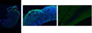 Anti-Neurocan Antibody, N-terminal 