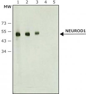 Anti-NeuroD1 antibody produced in rabbit 
