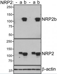 Anti-Neuropilin-2b 