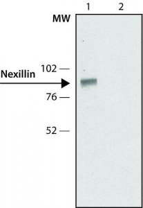 Anti-Nexilin antibody,Mouse monoclonal 