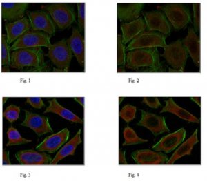 Anti-NF-E2-related factor 2 Antibody 