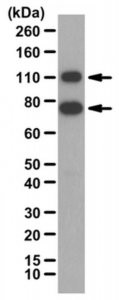 Anti-NF-E2-related factor 2 Antibody 