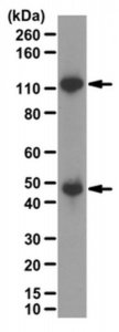 Anti-NFB p50 Antibody 