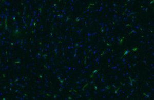Anti-NG2 Chondroitin Sulfate Proteoglycan Antibody, clone 132.38 