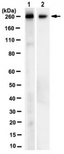 Anti-NG2 Chondroitin Sulfate Proteoglycan Antibody, clone 132.38 