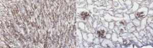 Anti-Nidogen 1 Antibody, clone ELM1 