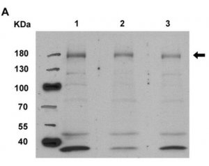 Anti-nitrated Hsp90 Antibody, clone 44.23 
