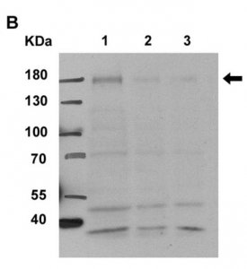 Anti-nitrated Hsp90 Antibody, clone 44.23 