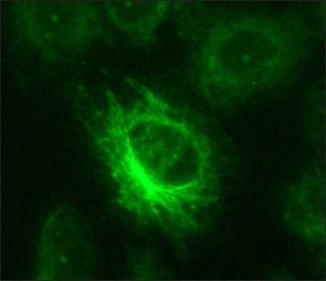 Anti-Nitrotyrosine antibody produced in rabbit 