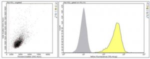 Anti-NKR-P1G Antibody, clone ADA3 