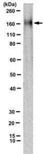 Anti-NMDAR2B Antibody, clone 11D1 