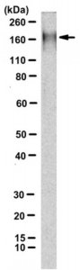 Anti-NMDAR2B Antibody, clone 11D1 
