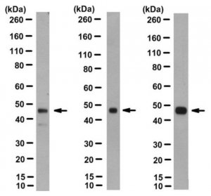 Anti-nonphospho-GSK3 (Ser9) Antibody, beta specific Antibody, clone 12B2 