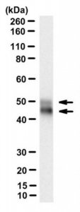 Anti-nonphospho-Ser9/21 GSK3/ Antibody, clone 15C2 
