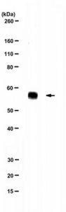 Anti-Norovirus (MNV-1) Antibody, clone 5C4.10 