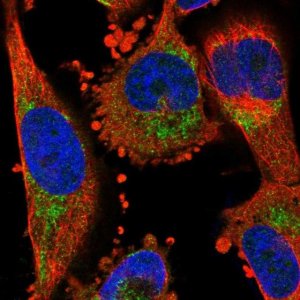 Anti-NPY1R antibody produced in rabbit 
