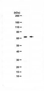Anti-nSR100 (SRRM4) 