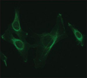 Anti-NUCB2 (C-terminal) antibody produced in rabbit 